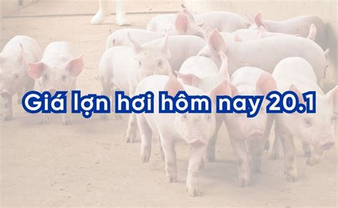 sabong 67 hôm nay|Giá lợn hơi hôm nay (30.